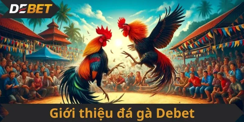 Giới thiệu đá gà Debet